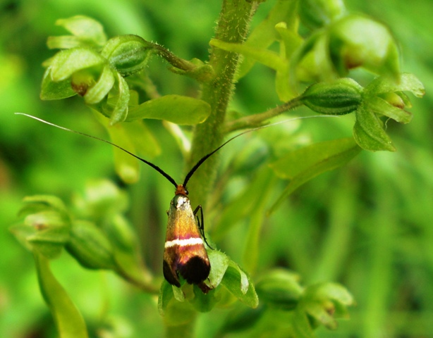 ...al pascolo su Listera ovata